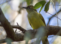 Yellow-Bellied Greenbul photo 4