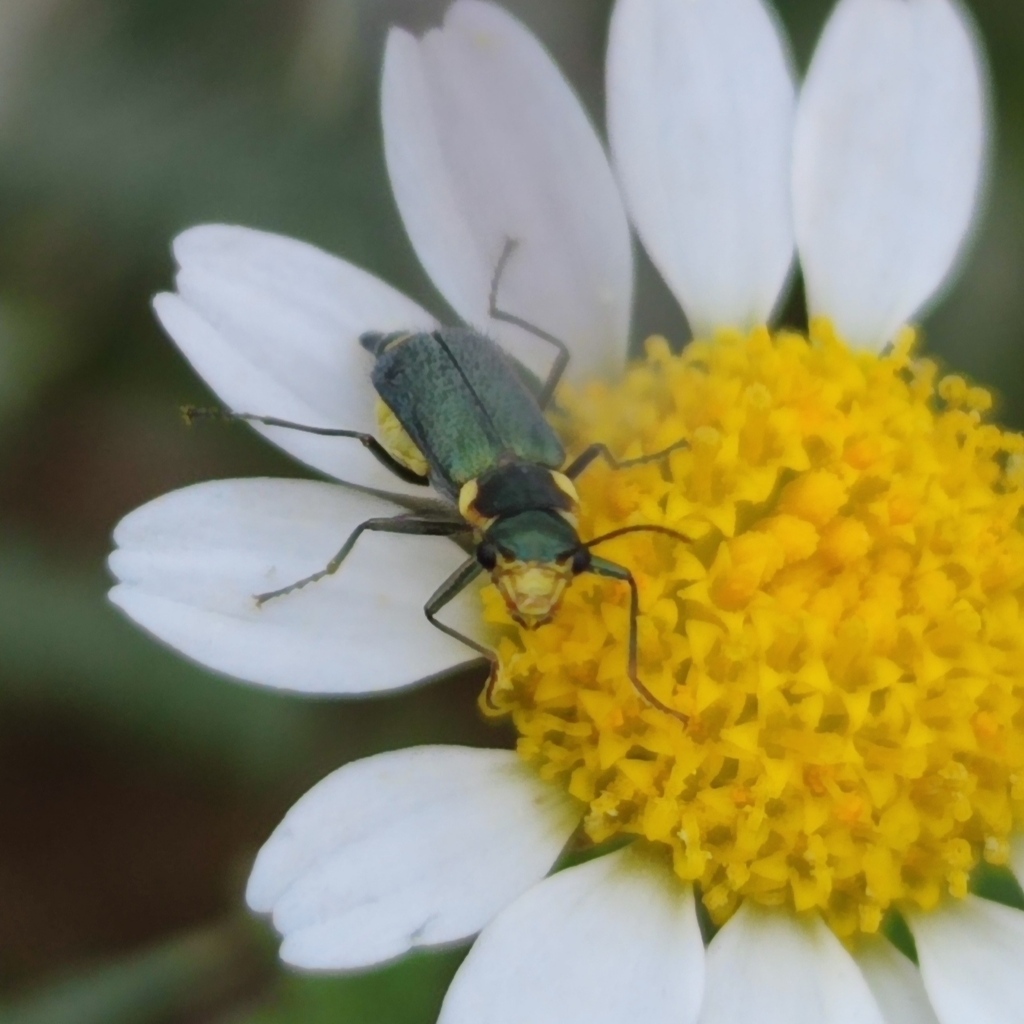 Clanoptilus maculiventris