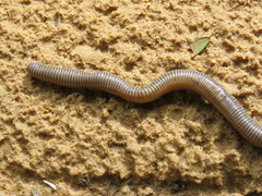 Glossoscolecidae