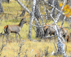 Cervus canadensis sibiricus