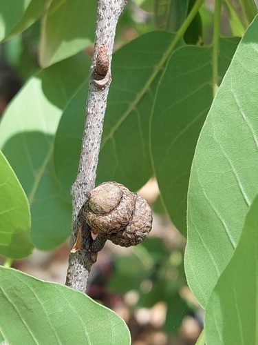 Quercus praineana