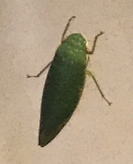 Rugosana querci