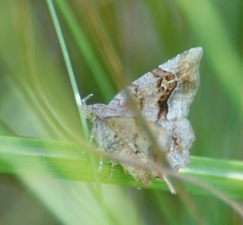 Decorated Owlet photo 3