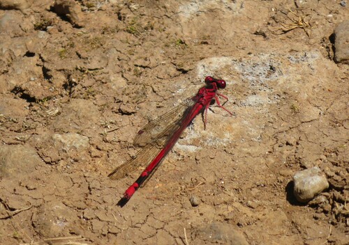 Megalagrion blackburni observed 2023-03-11