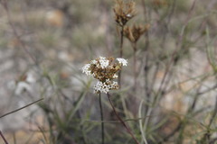 Stevia salicifolia