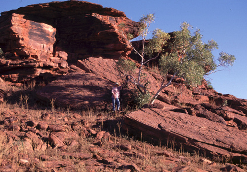 Eucalyptus gregoriensis N.G.Walsh & Albr.