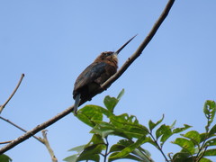 Brachygalba lugubris