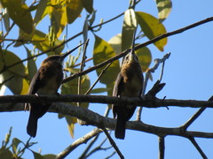 Brachygalba lugubris