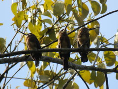 Brachygalba lugubris