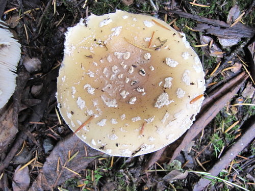 Amanita pantherinoides image