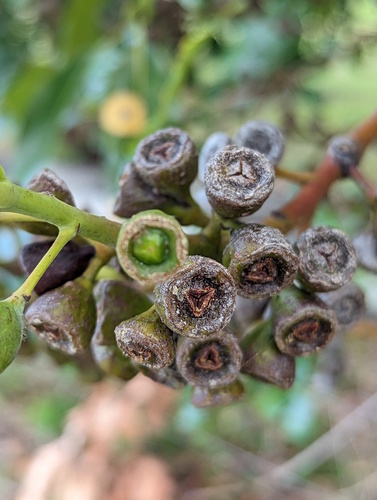 Lophostemon confertus