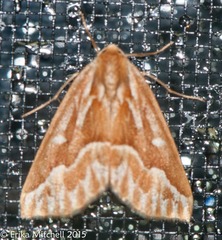 Caripeta piniata