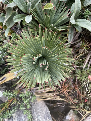 Aciphylla spedenii, photograph 5