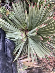 Aciphylla spedenii, photograph (c) Penelope Noel Gillette, some rights reserved (CC BY)