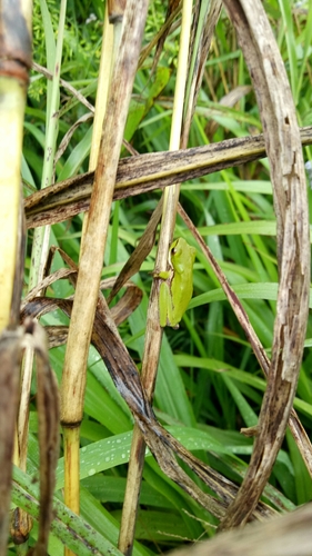 Drymomantis fallax