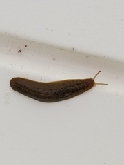 Leidyula floridana image