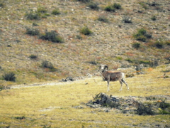 Ovis ammon