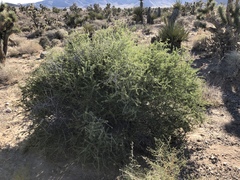 Prunus fasciculata