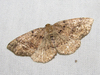 Pale Homochlodes Moth - Photo (c) ryanli, some rights reserved (CC BY-NC), uploaded by ryanli