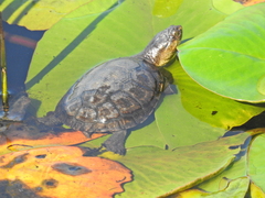 Cape Terrapin photo 5