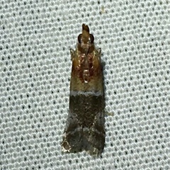 Moodna pallidostrinella