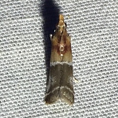 Moodna pallidostrinella
