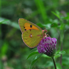 Colias fieldii