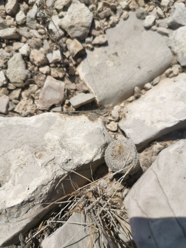 Epithelantha pulchra