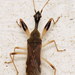 Long-necked Seed Bugs - Photo (c) Nick Block, some rights reserved (CC BY), uploaded by Nick Block