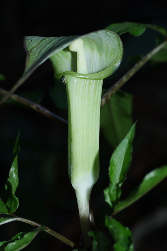 Arisaema yamatense iNat (3)