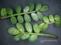 Pseudoidium hardenbergiae