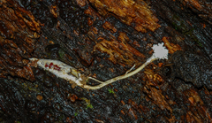Cordyceps farinosa