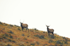Cervus canadensis sibiricus