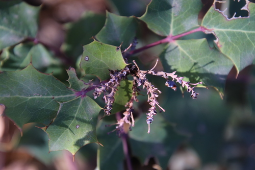 Image of Berberis dictyota by (c) Millie Basden, some rights reserved (CC BY)