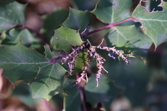 Berberis dictyota