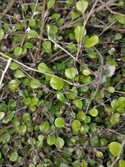 Ozothamnus glomeratus, photograph Mike Bowie, CC BY, iNaturalist via GBIF