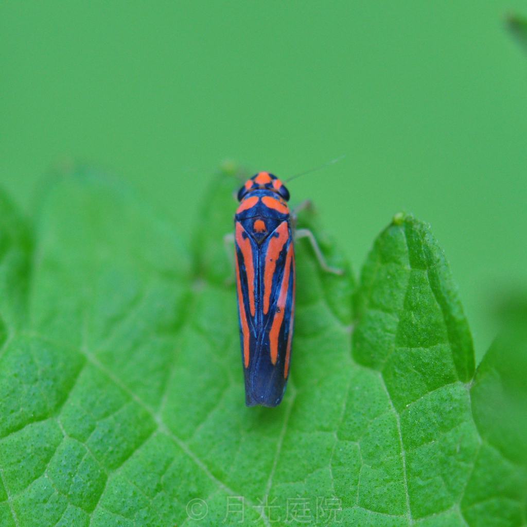 Atkinsoniella