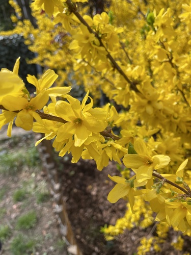 European forsythia (Forsythia europaea)