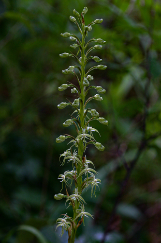 Habenaria image