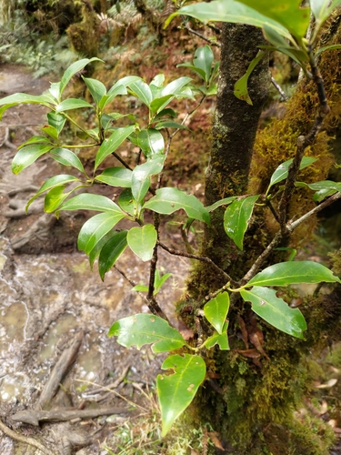Image of Illicium anisatum by (c) 林正文, some rights reserved (CC BY)