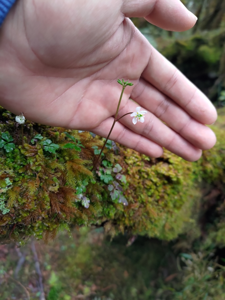 Coptis quinquefolia; photograph 林正文, CC BY, iNaturalist via GBIF