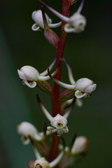 Satyrium anomalum image