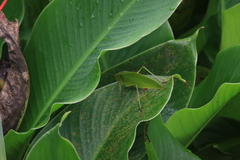 Ruidocollaris truncatolobata