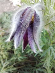 Pulsatilla montana