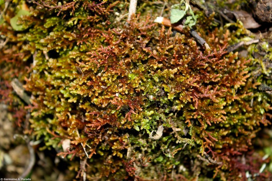 Frullania ericoides