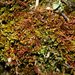 Frullania ericoides - Photo (c) Germaine A. Parada, some rights reserved (CC BY-NC-SA)