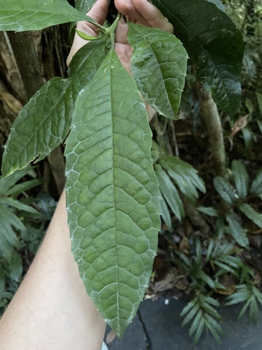 Polyosma rhytiphloia observed 2023-03-28