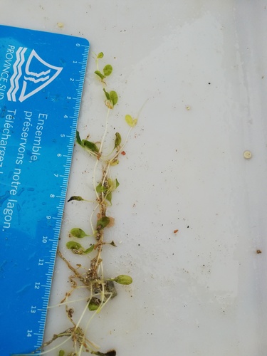 Halophila minor iNat (1)