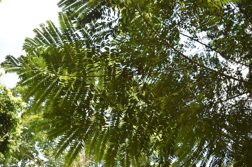 Xylopia hypolampra