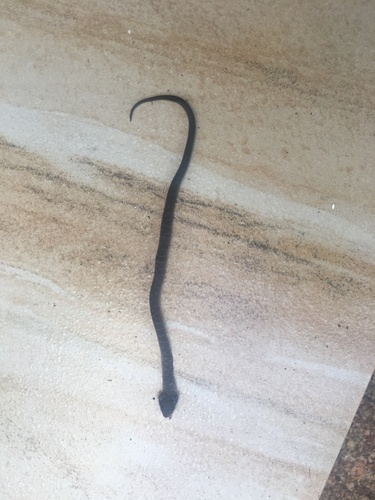 Red-lipped Snake